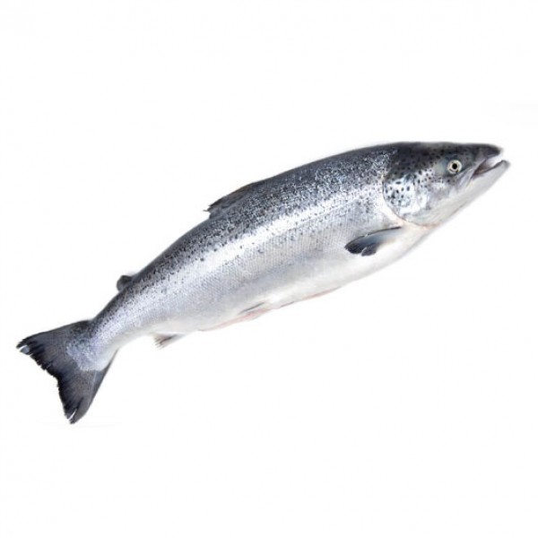 Norveç Somon (İçi Temizlenmiş) 4/5 / 1 Kg