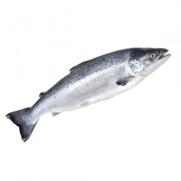 Türk Somonu (İçi Temizlenmiş) 2/3 %10 Glaze / 1Kg